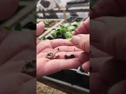 Pimples? or Seeds?  This is gross, be warned!