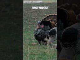 Utah Turkey Headshot Ultra Slow Motion
