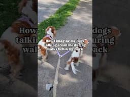 Gossip girls #cavalierkingcharles #dogmomlife #besties