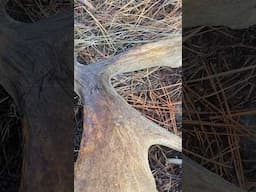 Moose Shed Dropped..#1 on the day #moose #shedhunting #mountains #outdoors