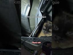 Cats Gone Rogue!  In the new Nissan Rogue! #shorts #humor #cats #fun