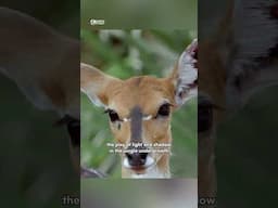Amazing Antelopes Camouflage #wildlife  #wildlifeentertainment #animaldocumentary