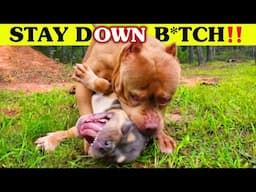DOG AGGRESSION OR DOG EDUCATION? | American Bully