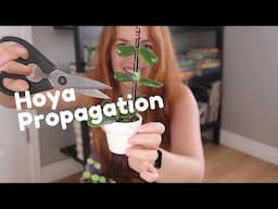 How to Propagate Hoyas