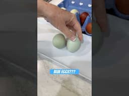 BLUE Eggs, Neon Orange Yolks?