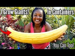 I Grow GIANT CUCUMBERS In Containers! How To Save Seeds Successfully EVERYTIME!