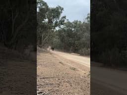 Disappearing Royal Enfield Bear 650
