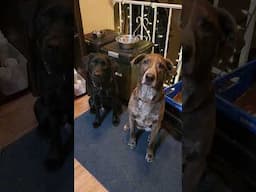 Always looking for attention