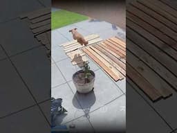 Caught Our Puppy Jumping Over 11ft On Camera!
