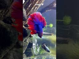How to set up a beautiful fish tank with natural rocks 😍❤️ #shorts #bettafish