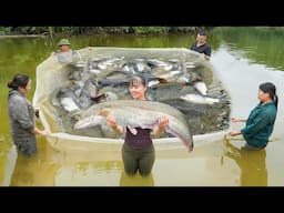 Harvest Lots Of Big Fish, Use 3-Wheeled Truck Transport Many Big Fish Goes To Market Sell