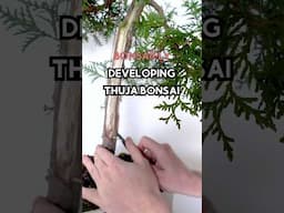 How to make Bonsai from Thuja Occidentalis