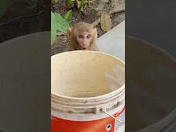 Watch till the END ( Monkey Love ) #love #monkey