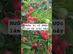 Nước Si rô được nấu từ trái cây của cây si rô #caysiro