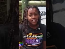 African Penquins in Real Life! 🐧