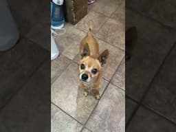 How Mr B the chihuahua Says "Yes!!"