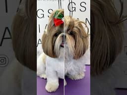 The Best Dog Grooming in Boston Massachusetts #boston #dogs #doggrooming