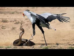 ¡Esta Serpiente Se Metió Con El Oponente Equivocado!