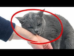 11 Highest Honors a Cat Can Give a Human