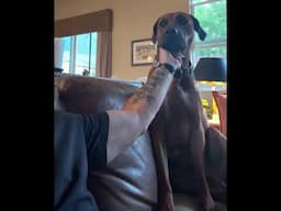 Rhodesian Ridgeback FW👊🏻