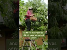 Woman Grows 92% of Her Vegetables in a Tiny City Backyard!  #gardening  #sustainability