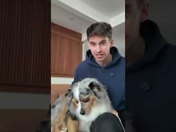 I found your dog