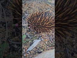 Why did the Echidna cross the road?