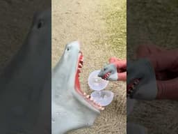 Shark puppet gives birth