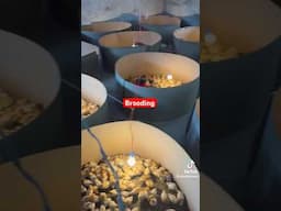 Innovative ways of brooding day old chicks #foryou #fyp #poultryfarming #poultry #poultryfarm #short