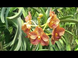 Here's how Kultana in Thailand grows Vanda orchids :RELOAD