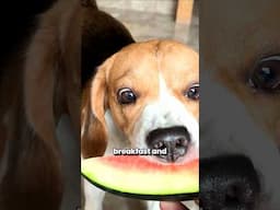 Perfect Daily Routine of a Beagle