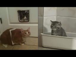 Try Not To Laugh 🤣 New Funny Cats Video 😹 - MeowFunny Part 37