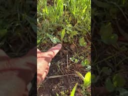 No till corn planting in biodiversity fields.  #gardening #farming #notillgardening #organicfarming