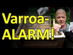 Varroa-Alarm? Was tun bei zu viel Varroa jetzt schon? Behandeln statt schwadronieren!