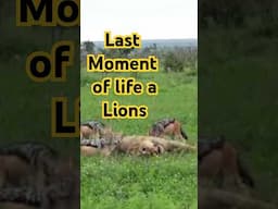 Last Moment of Life a Lions 🦁☠️ #animals #wildlife #shorts
