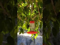 colibri bebiendo agua