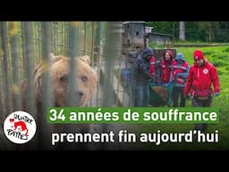 L’ours Félix: 34 années de souffrance prennent fin aujourd’hui 🐻💛 | QUATRE PATTES Suisse