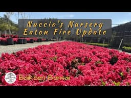 Nuccio's Nursery Eaton Fire Update - Bonsai Destination - Baikoen Bonsai Club