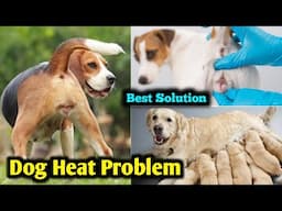 Silent Heat Problem In Female Dog | Dog Heat Problem And Solution | Pet care kannada