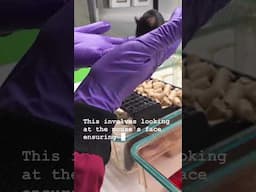 Lab life behind the lens ep5 #AnimalResearch #AnimalTesting #LabLife  #Science