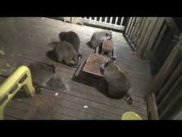 Wednesday six raccoons at the Diner