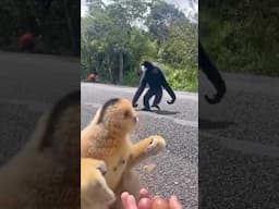 அது ஆம்புலன்சு டாவ்‼️😵‍💫🤧 #monkey #monkeyfunny #dubbingcomedy  #funny