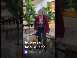 Mobility Service Dog Tasks (and safety tips)