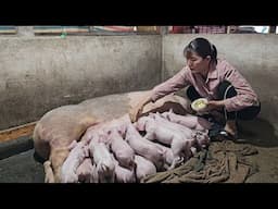 How to train piglets to eat bran early. Spraying fruit-setting stimulant for fruit trees. ( Ep 342 )