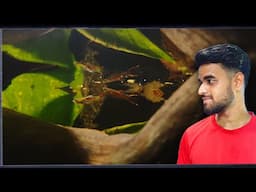 Setting a Green Tank without Aquatic Plants within 5 minutes