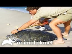 Two Turtle's In Love | The Crocodile Hunter | Animal Planet