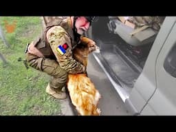 Brave Vets Are Shot At While Saving and Rescuing Dogs in Need