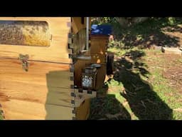Beginner beekeeping & new products