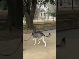 Developing a dog's play (Part 1)