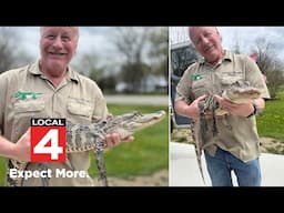 ‘Darth Gator’ charges rescuer after being found near drug house in Ecorse